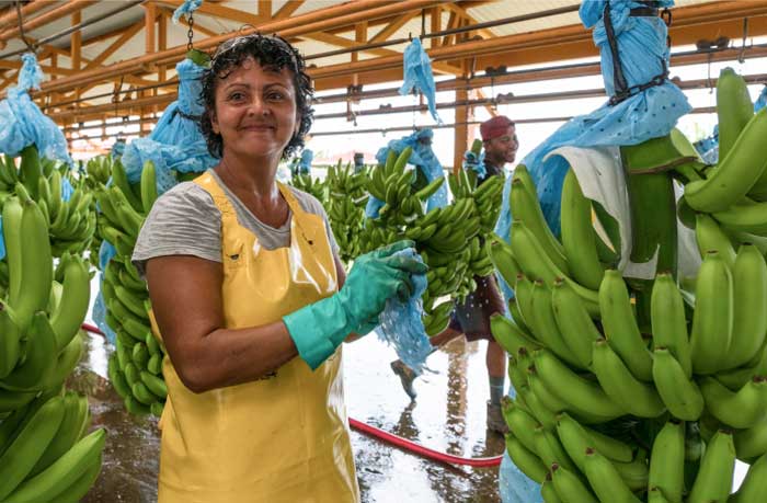 banana farm