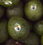 avocado harvest