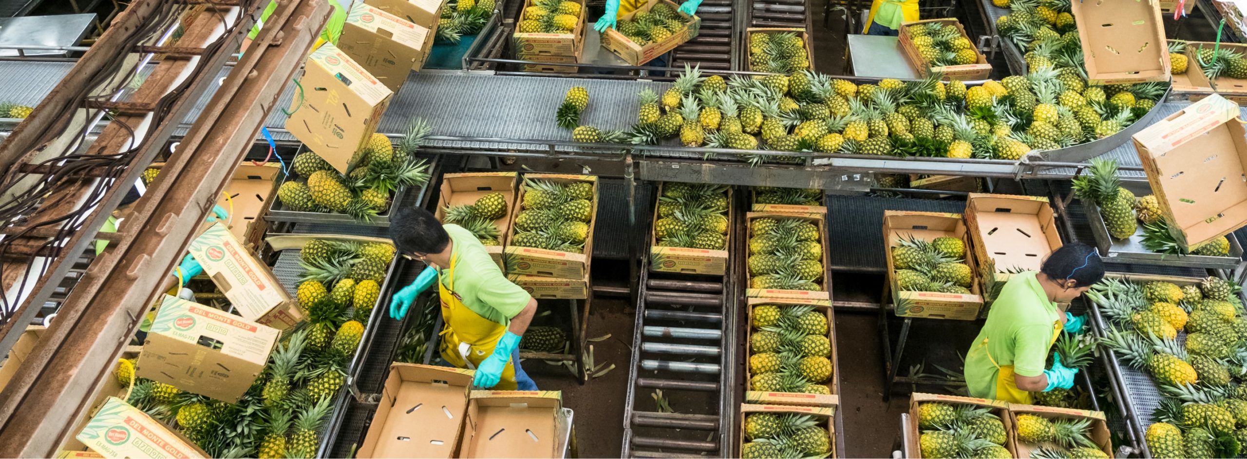pineapple sorting to boxes