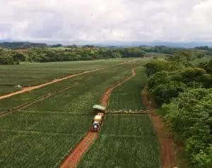 fruit harvest