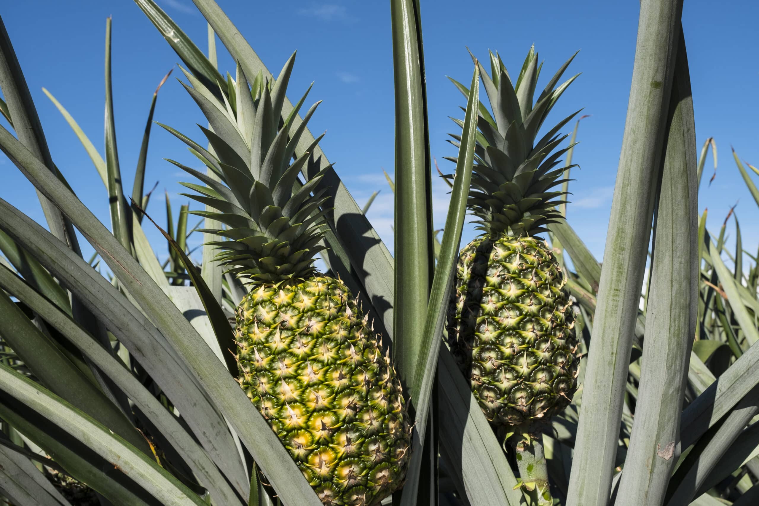 The Zeroe Pineapple Has Arrived Fresh Del Monte