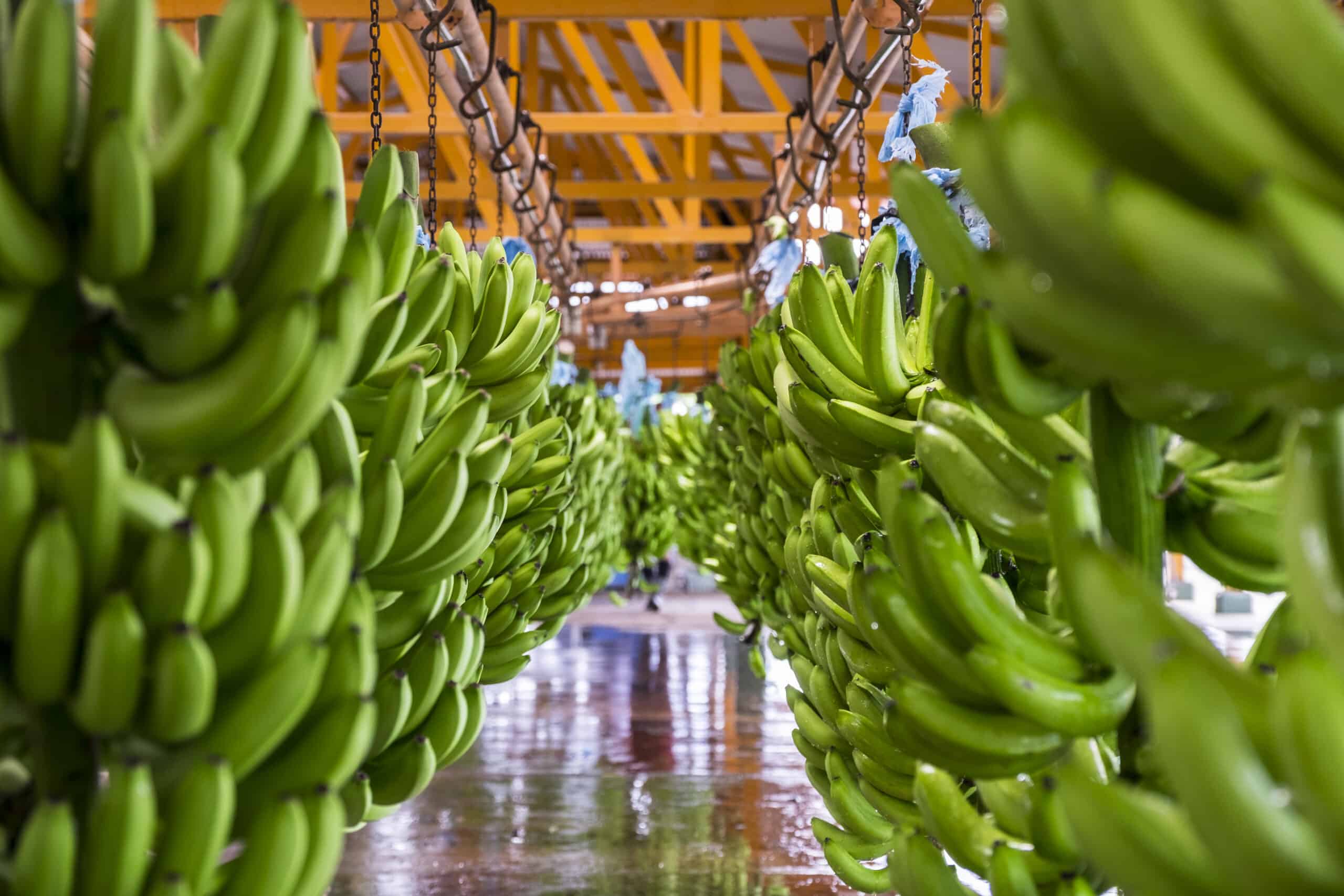 Why Bananas Have Avoided Inflation — So Far