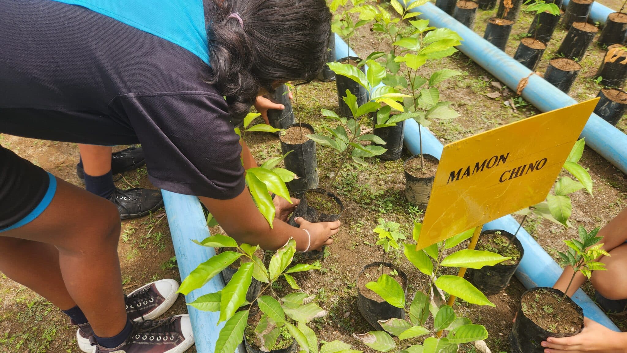 New Nursery in Costa Rica to Donate Upwards of 10,000 Trees Annually